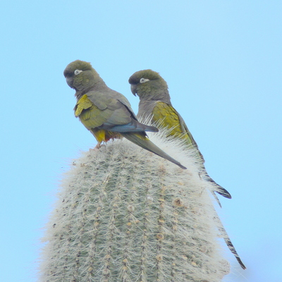 Burrowing Parakeet (2)